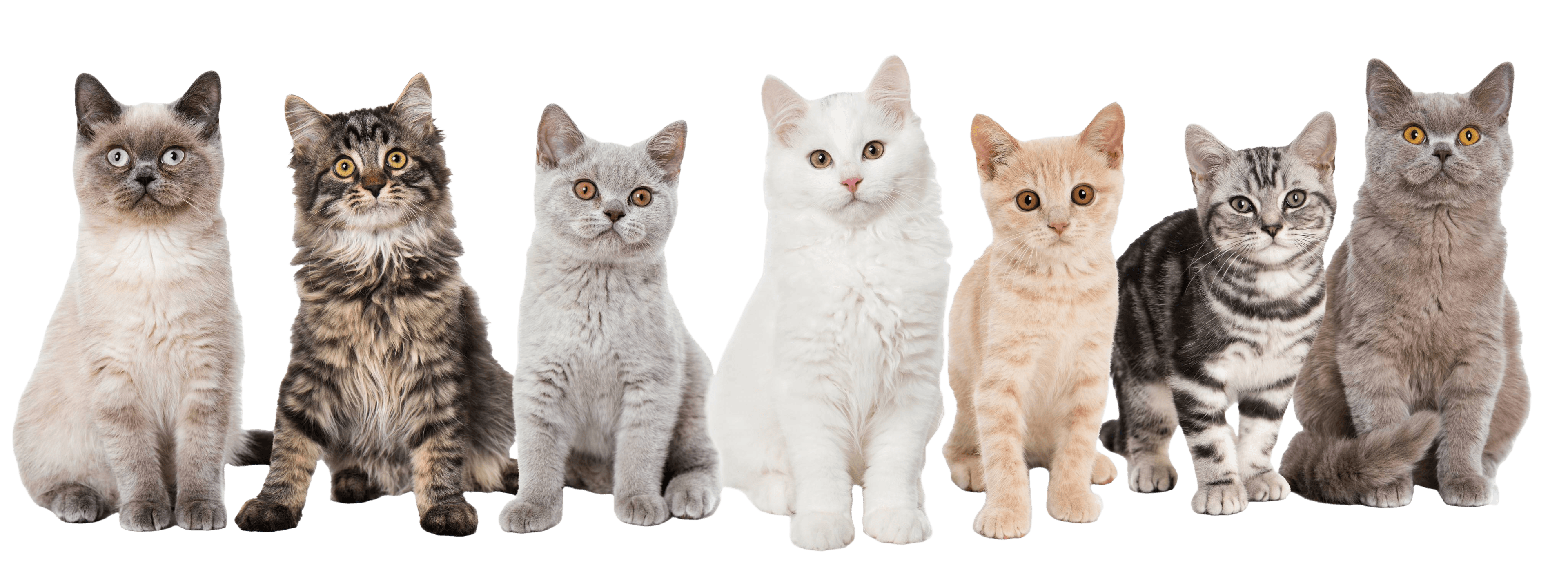 A row of cats sitting in a line