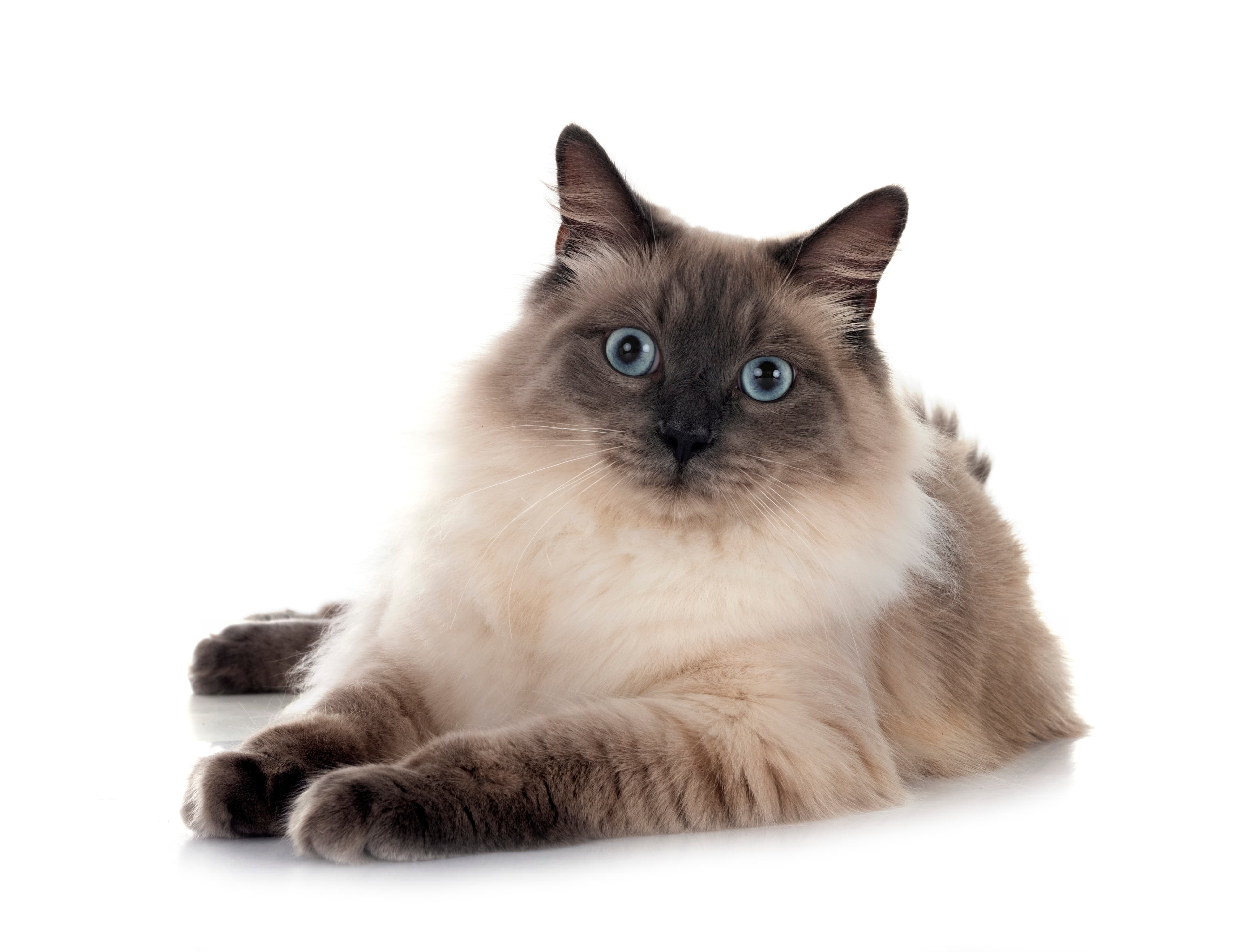 Fluffy Birman cat lying down